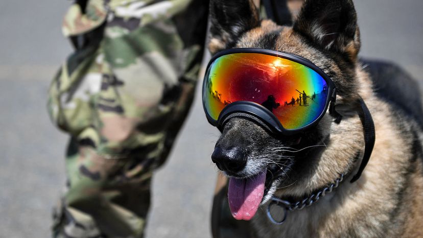 military dogs in combat