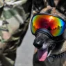 U.S. Military Dogs Usually Outrank Their Handlers