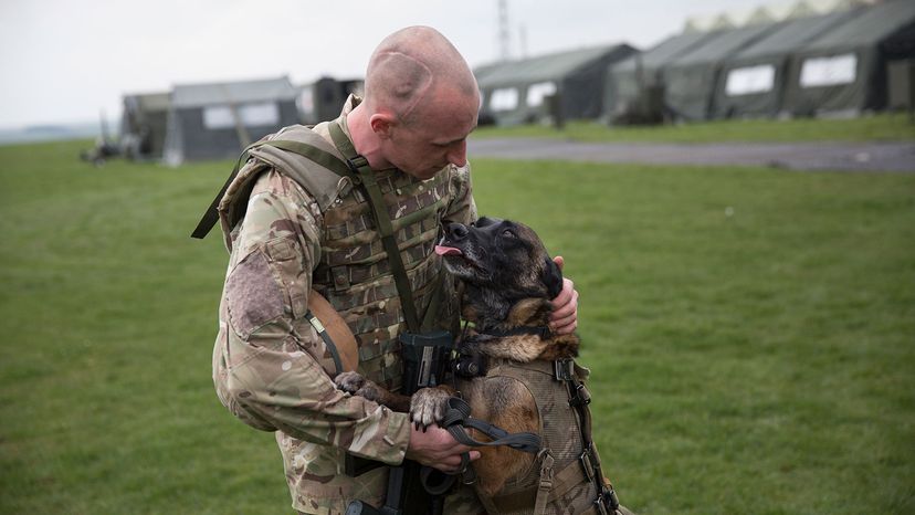 why do military dogs outrank their handlers