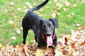 can dogs actually sense fear