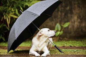 We know dogs (and other animals) have a better sense of hearing and smell, but are they also better at sensing the weather?