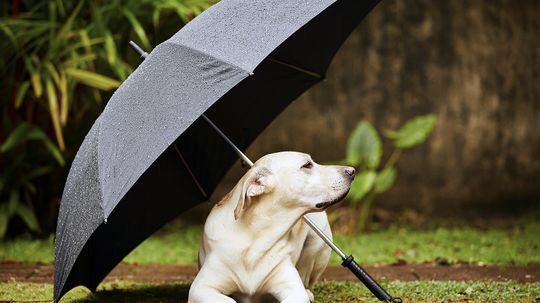 Can Dogs Sense Storms?