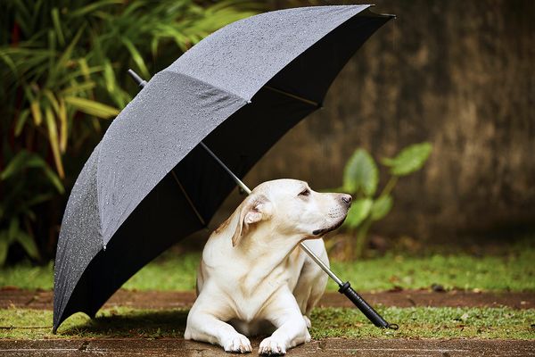 A dog sitting in the rain under an umbrella.