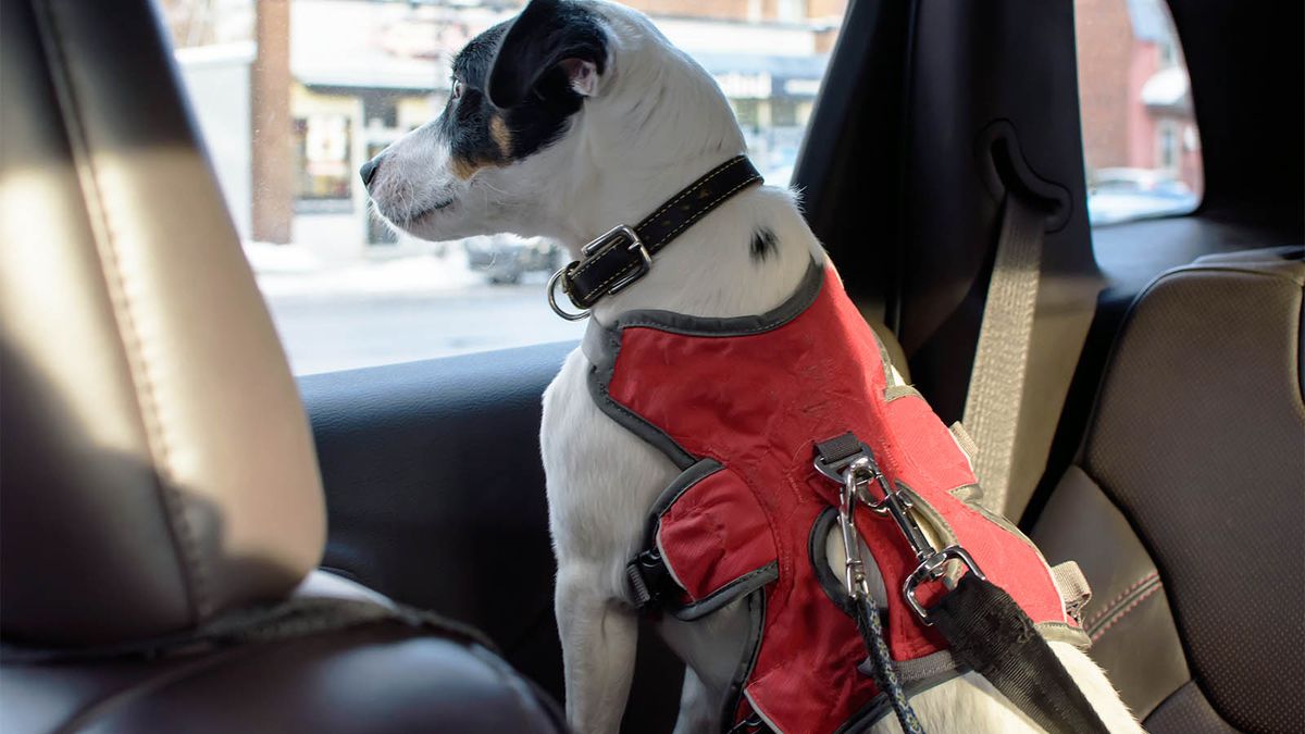 Seatbelt dog cheap