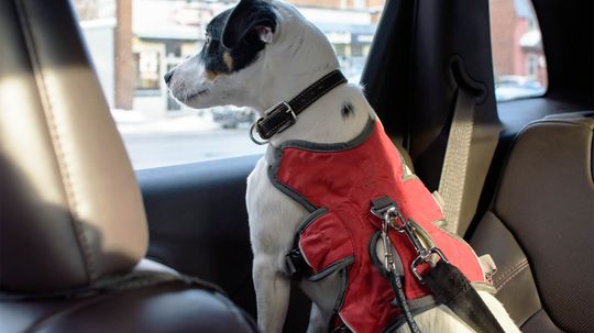 Dogs Need to Wear Seat Belts, Too. Here's Why
