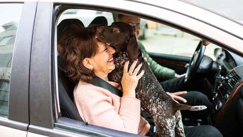 Is it law for dogs to wear seat belts?