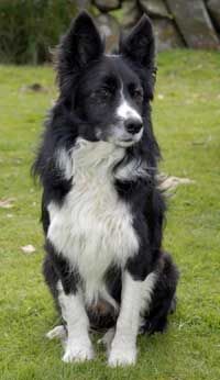 border collie