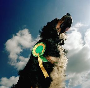 show dog posing