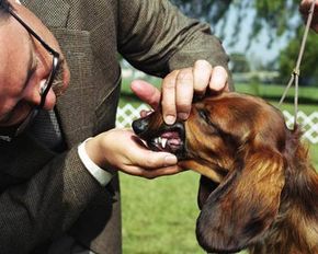 狗展评委正在检查腊肠犬的牙齿＂border=