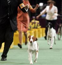 dogs compete for best in show at westminster
