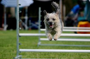 agility show with dog jumping over poles