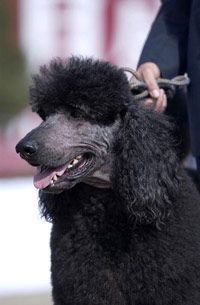 dog at a dog show