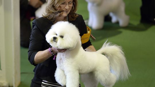 The Ultimate Dog Show Quiz