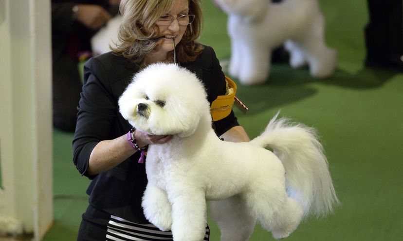 The Ultimate Dog Show Quiz
