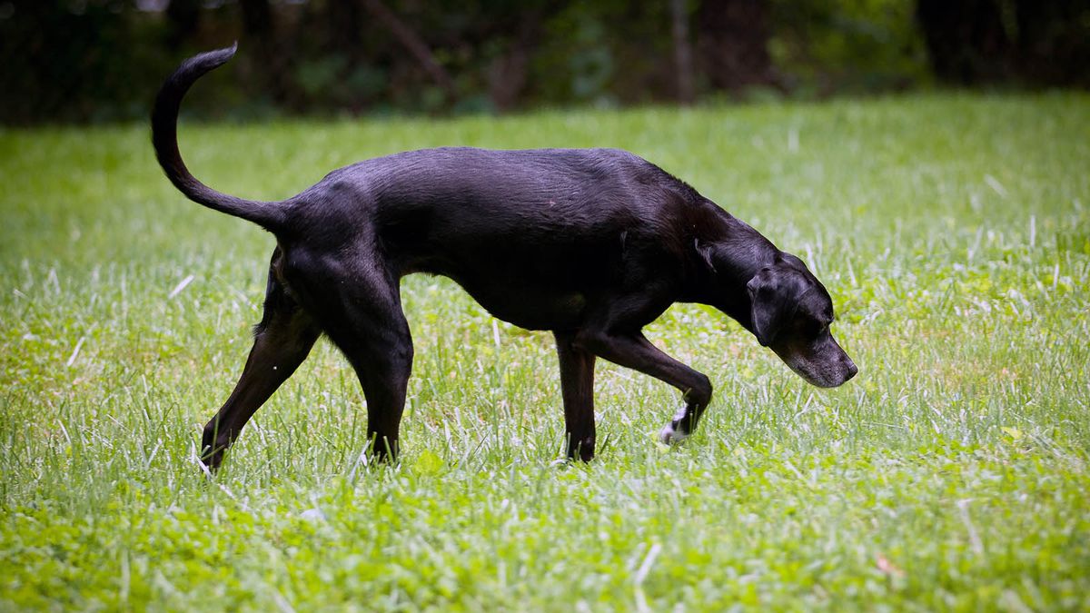 Why Are Dogs So Good At Smelling