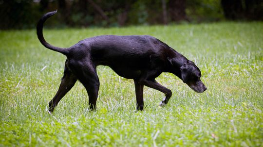 Can Dogs Lose Their Ability to Smell?