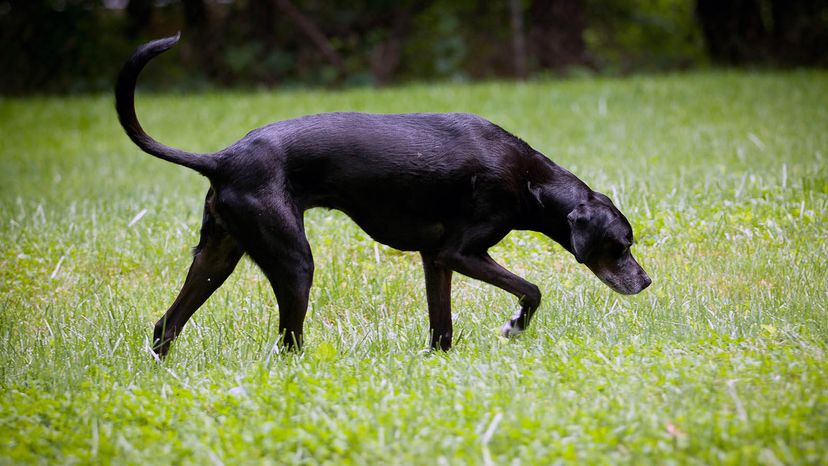 how good can dogs smell