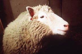 Animal cloning has been the subject of scientific experiments for years, but garnered little attention until the birth of the first cloned mammal in 1996, a sheep named Dolly.