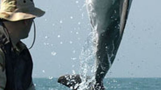 How can dolphins disarm sea mines?