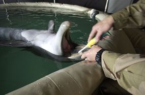 The Navy claims the dolphins are well taken care of. Here, a handler brushes the dolphin's teeth.