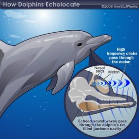 海豚惊人的生物声纳可以让它在蒙上眼睛的情况下分辨出25美分和10美分。＂border=