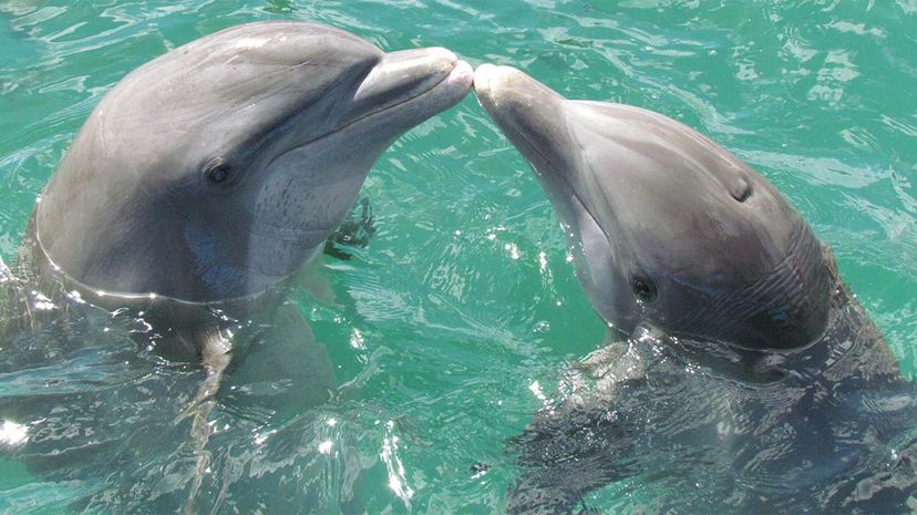 dolphin, kiss