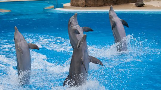 How Billie the Dolphin Taught Her Flippered Friends to Bust a Move