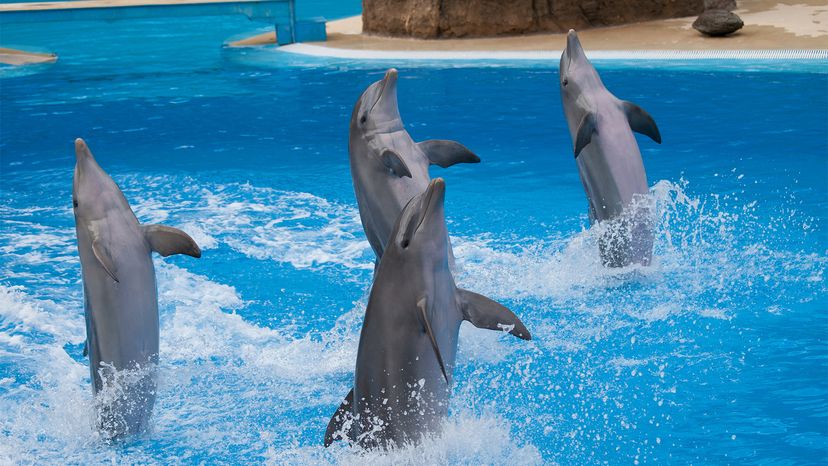 dolphin, tail walk