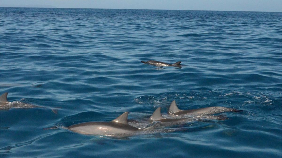 Dolphins Sleep Half a Brain at a Time