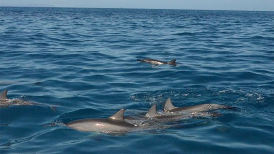 Dolphins Sleep Half a Brain at a Time