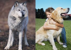 The modern dog evolved from the gray wolf, essentially changing from a dangerous predator to a loving family pet.