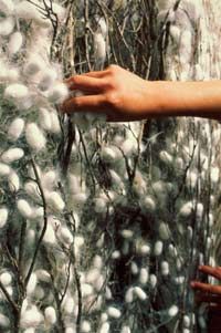 Workers harvesting silkworm cocoons in China