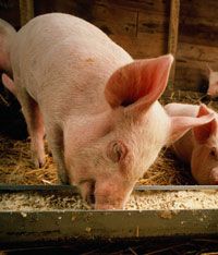 How do the little piggies eat? Thanks to their flexible diet, pigs made a great candidate for domestication.