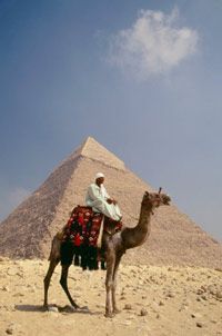 camel in front of pyramid
