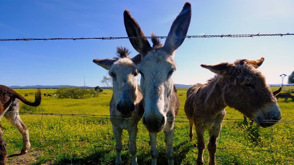 Are Mules, Burros and Jackasses All Donkeys? | HowStuffWorks
