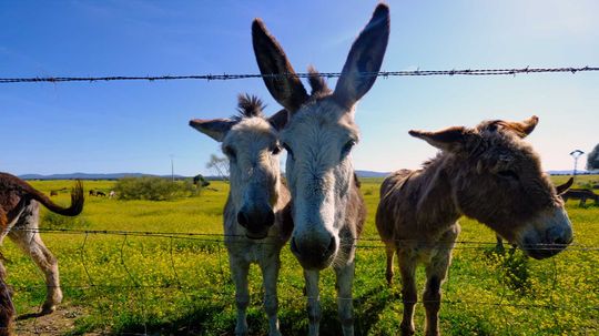 mul，burros and jackass都所有驴子吗？“border=