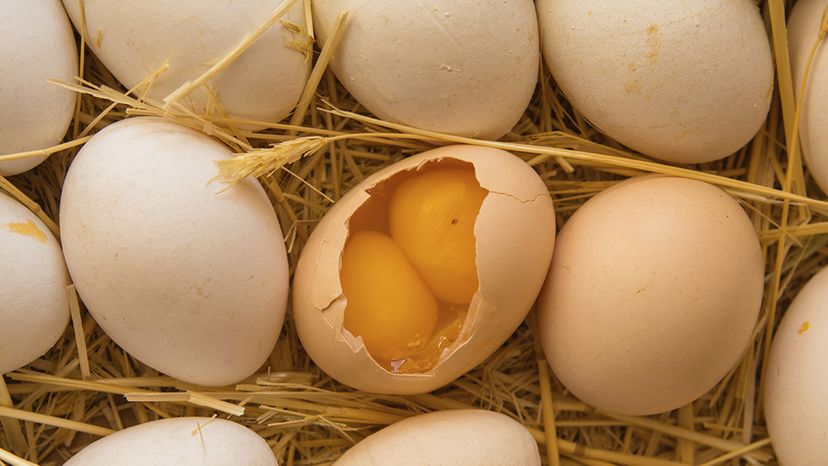 Double-yolked eggs