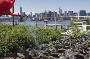 A vegetable garden on a rootop in Brookly, N.Y.  Ingenious ways have been found to grow crops in cities.