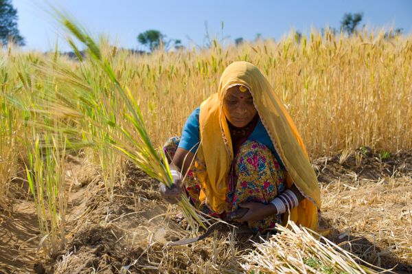 Indian woman harvesting barley