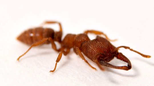 Dracula Ant Is 5,000 Times Faster Than the Blink of an Eye