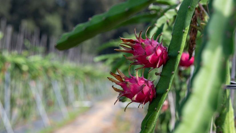 dragon fruit