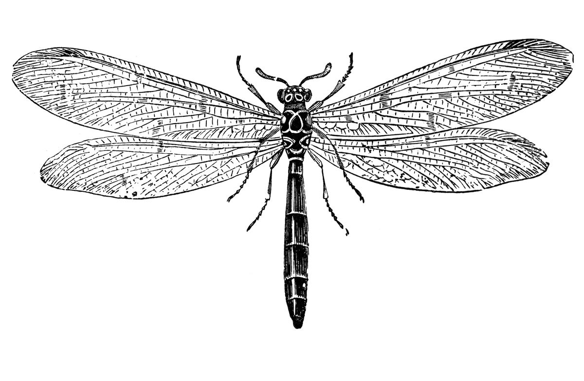 Unraveling the Symbolic Tapestry of Dragonfly Tattoos