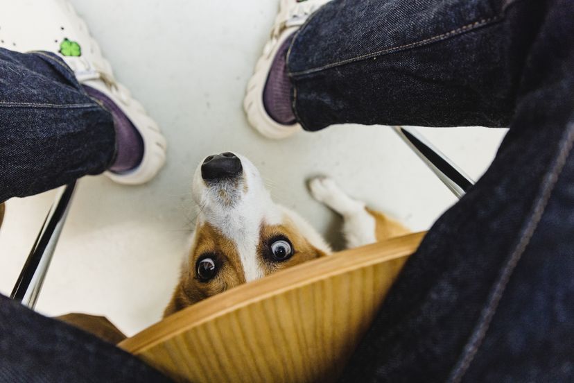 first person perspective of corgi dog hiking under the chair