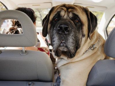 Mastiff dog in front seat of car beside woman, facing back seat