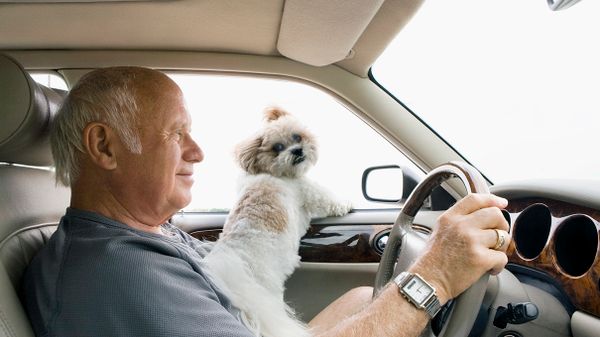driving with dog on lap
