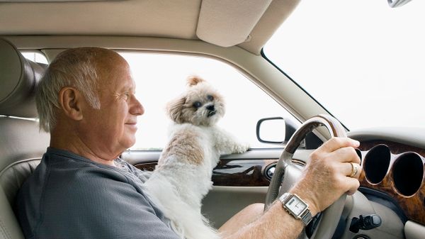 Dogs Need to Wear Seat Belts, Too. Here's Why