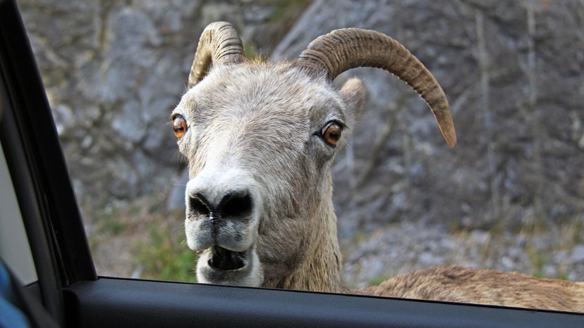 big horned sheep