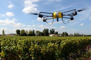 A drone flying above a winery's grapes