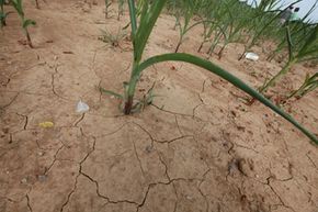 A corn plant grows in a field parched by drought on July 26, 2012, near Olmsted, Ill.
