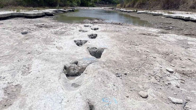 Dinosaur tracks